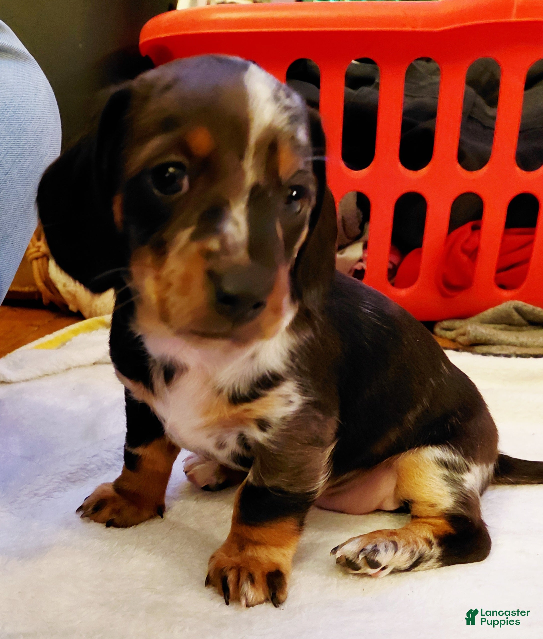 Miniature Dachshund dogs Miniature Dachshund Puppy 2 - Ad 41