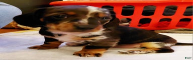Miniature Dachshund Puppy 2