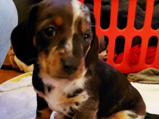 Miniature Dachshund dogs Miniature Dachshund Puppy 2 - Ad 7