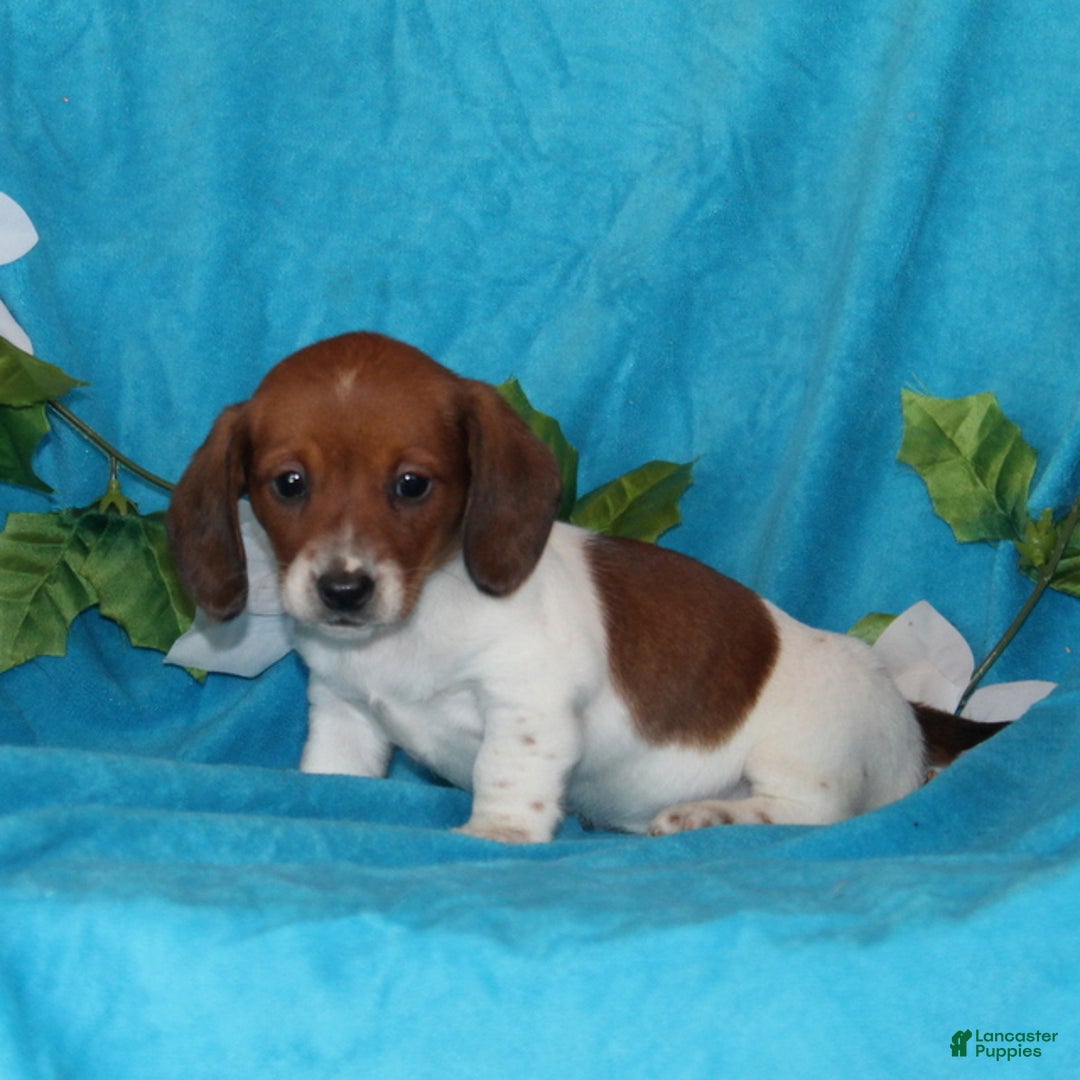 Miniature Dachshund dogs for sale: Daisy - Ad 2