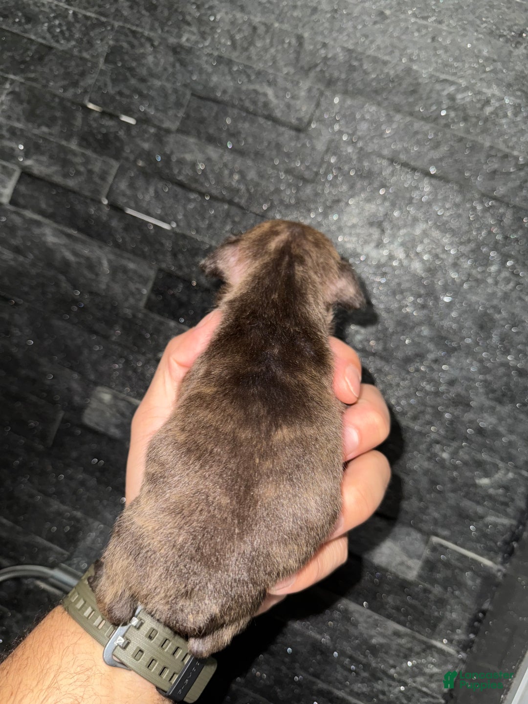 French Bulldog dogs for sale: Reeses  - Ad 5