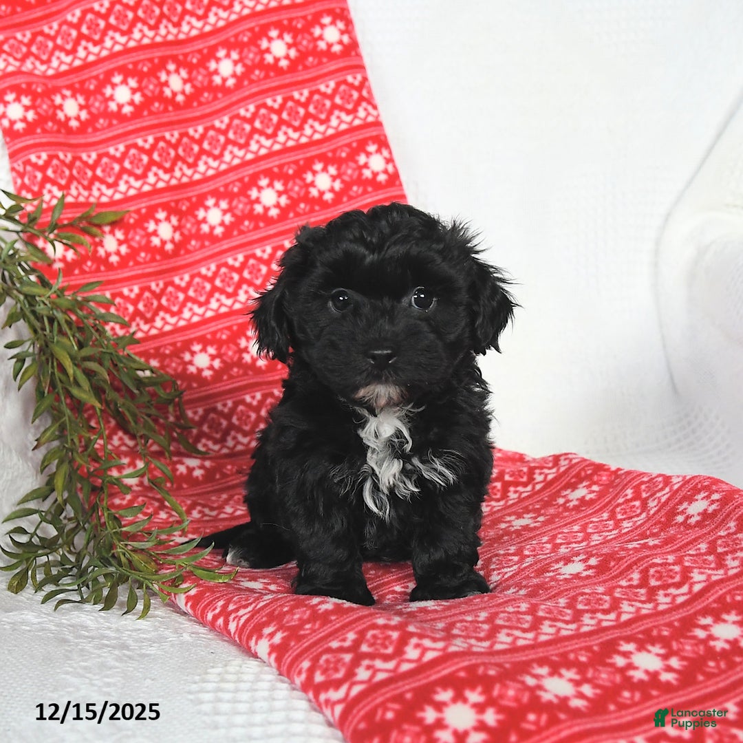 Mixed Breed dogs for sale: Murphy - Ad 5