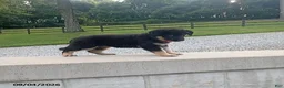 German Shepherd dogs for sale: Molly - Ad 2