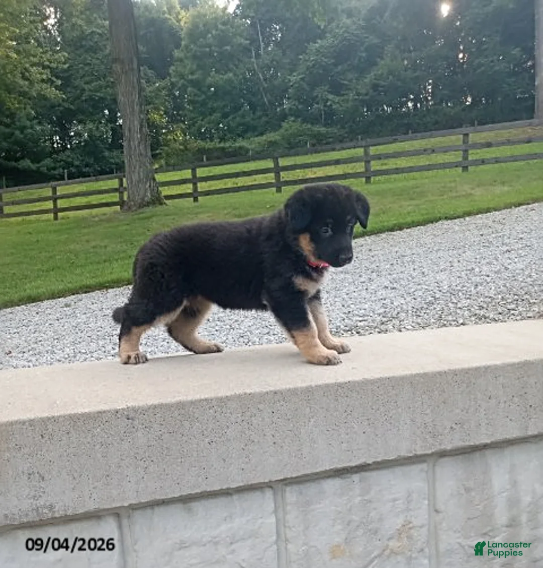 German Shepherd dogs for sale: Molly - Ad 2