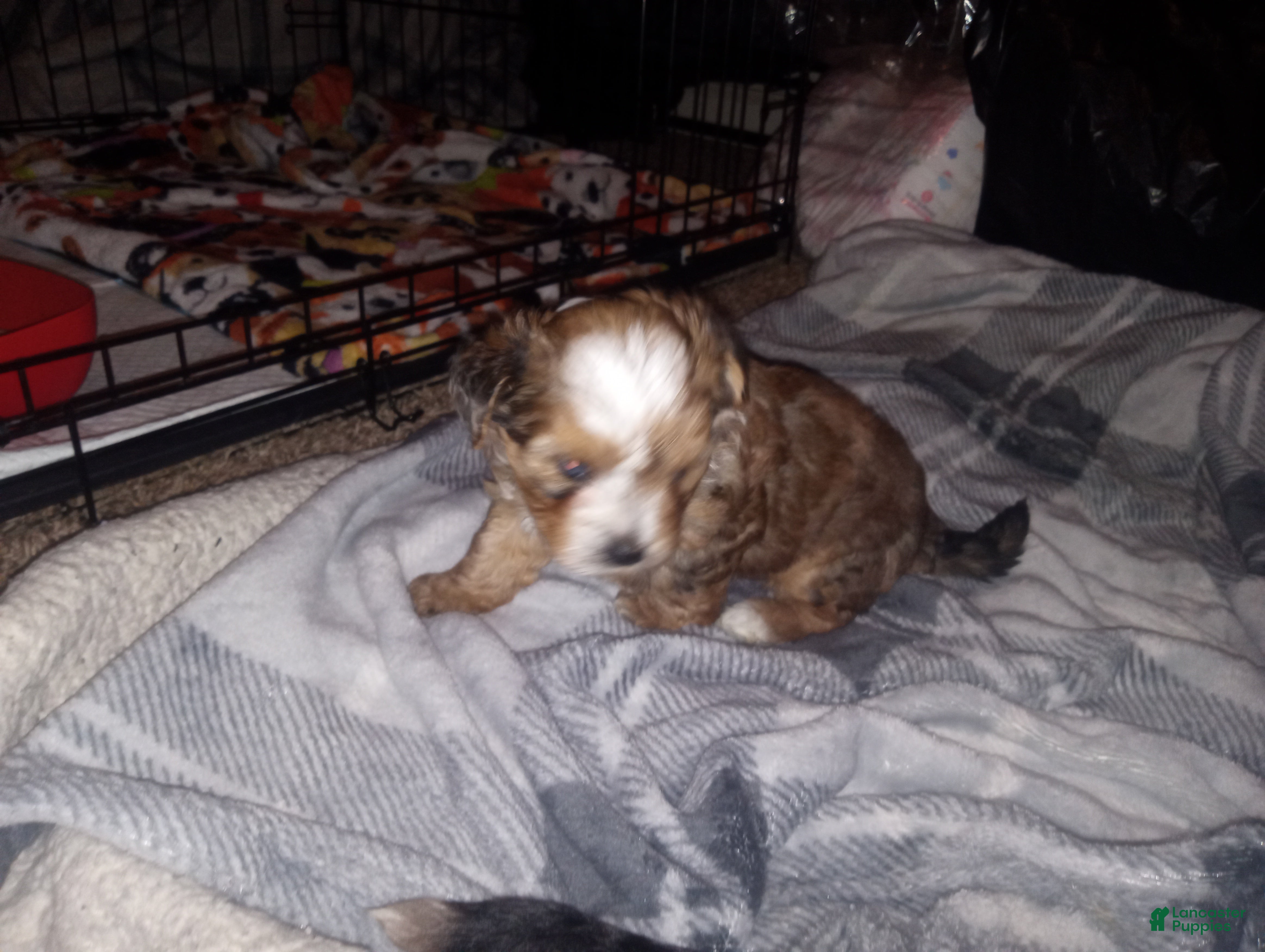 Yorkshire Terrier dogs Yorkshire Terrier Puppy 1 - Ad 1