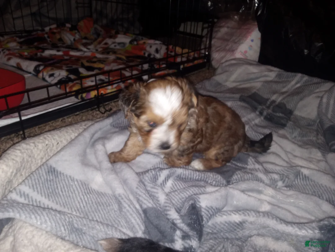 Yorkshire Terrier dogs for sale: Yorkshire Terrier Puppy 1 - Ad 1