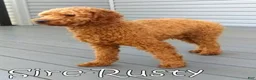 Mini Goldendoodle dogs for sale: Seager - Ad 11