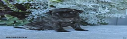 Pug dogs for sale: Galaxy - Ad 2