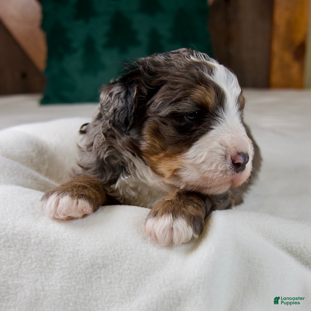 Mini Bernedoodle dogs for sale: Pudding Pop - Ad 7