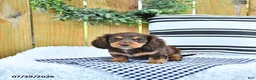 Miniature Dachshund dogs for sale: Charger - Ad 4