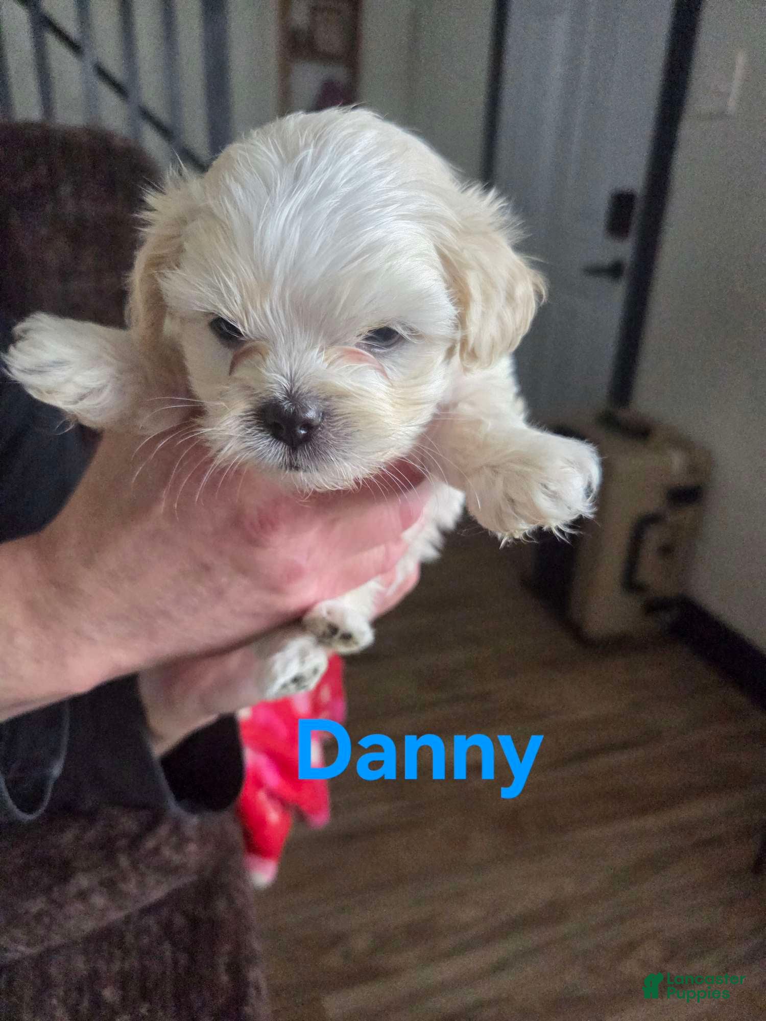 Malshi dogs Danny - Ad 10