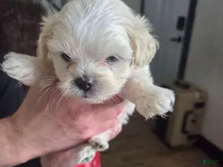 Malshi dogs Danny - Ad 12