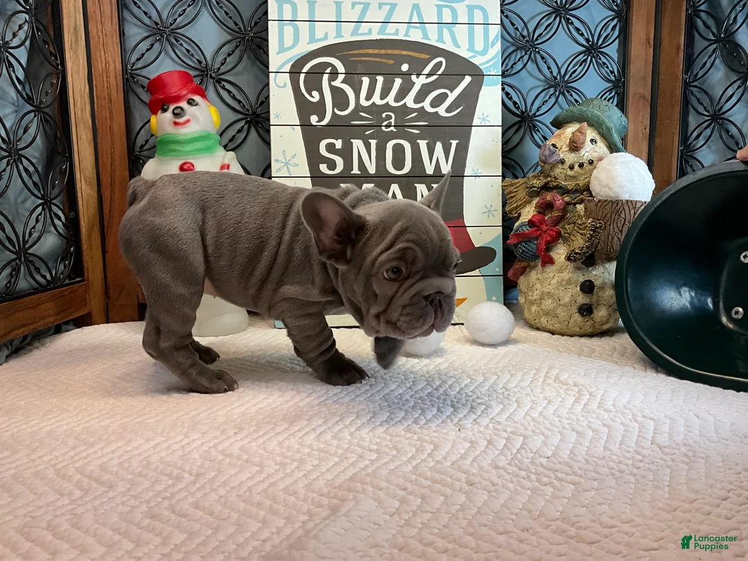 French Bulldog dogs for sale: River  - Ad 10