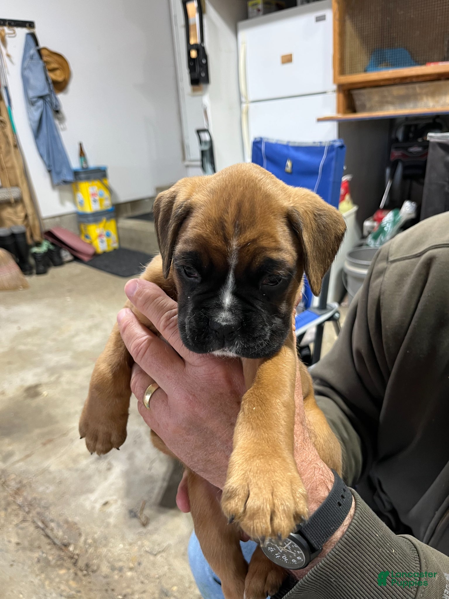 Boxer dogs for sale: Boxer Puppy 3 - Ad 3