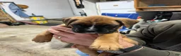 Boxer dogs for sale: Boxer Puppy 3 - Ad 1