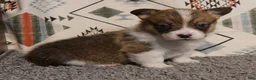 Welsh Corgi Pembroke dogs for sale: Loki - Ad 3