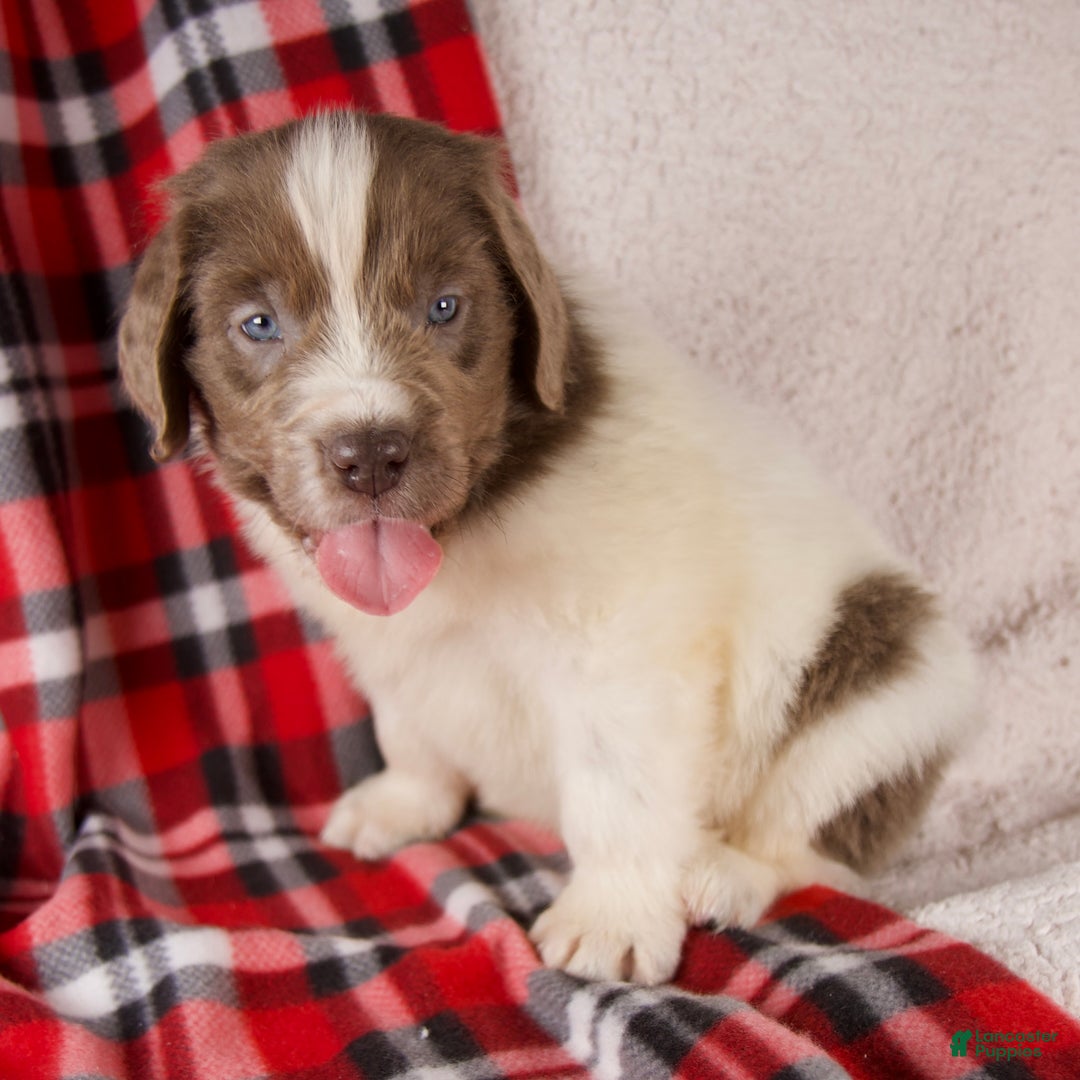 Newfoundland dogs for sale: Finley - Ad 3