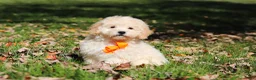 Maltipoo dogs for sale: Connor - Ad 5