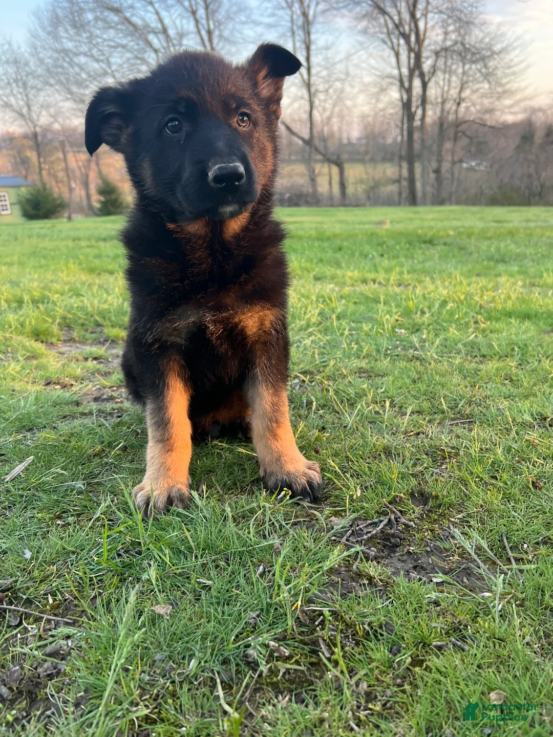 German Shepherd dogs for sale: Phoenix  - Ad 2