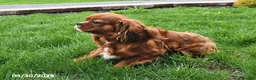 Cavalier King Charles Spaniel dogs for sale: Twilight - Ad 5