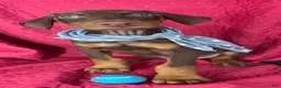 Doberman Pinscher dogs for sale: Diesel - Ad 4