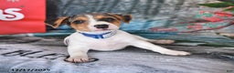 Jack Russell Terrier dogs for sale: Heidi - Ad 4