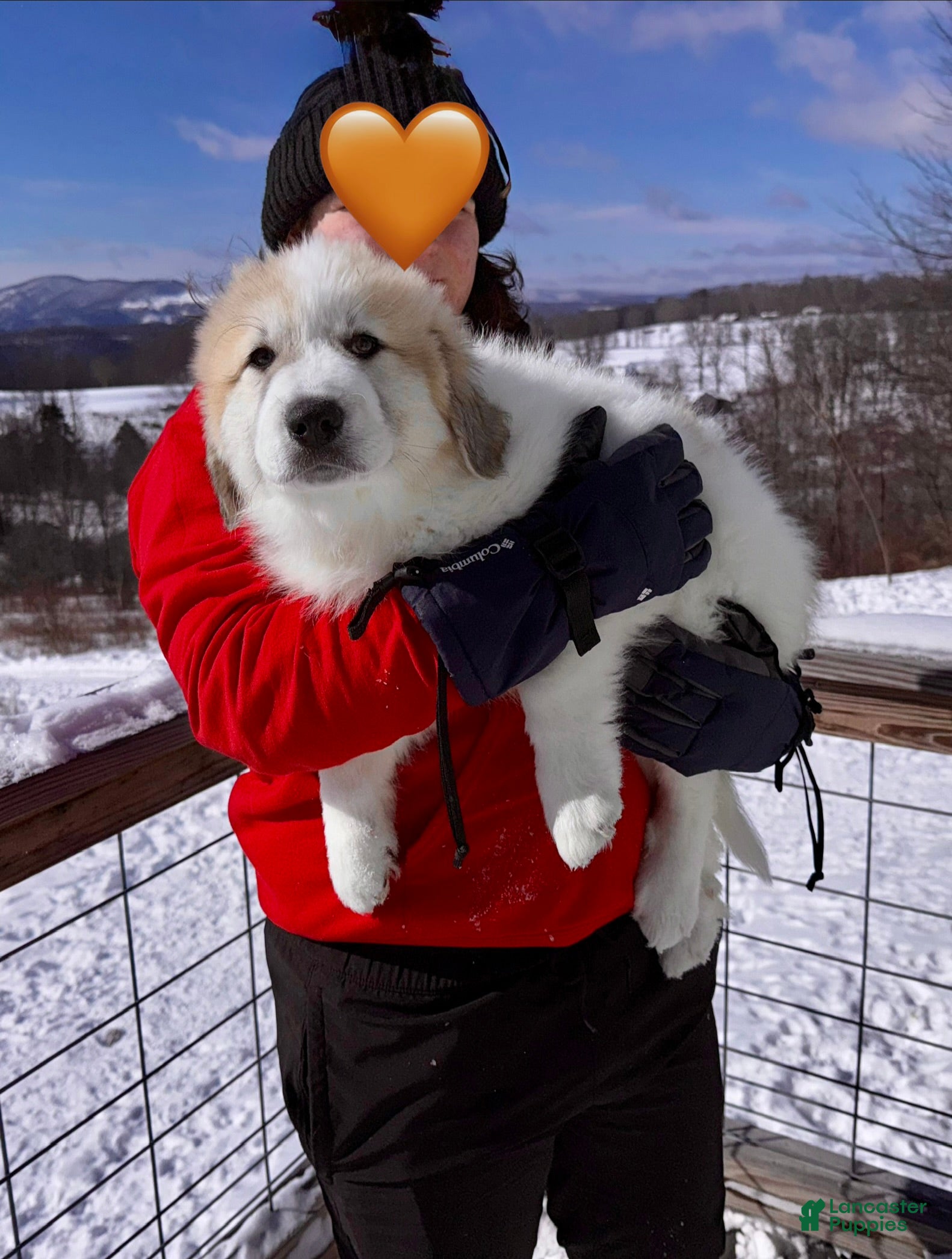 Great Pyrenees dogs Great Pyrenees Puppy 1 - Ad 12