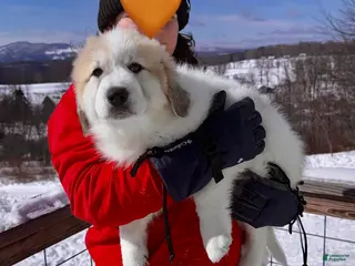 Great Pyrenees dogs Great Pyrenees Puppy 1 - Ad 12