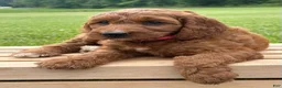 Irish Doodle dogs for sale: Oakley - Ad 4