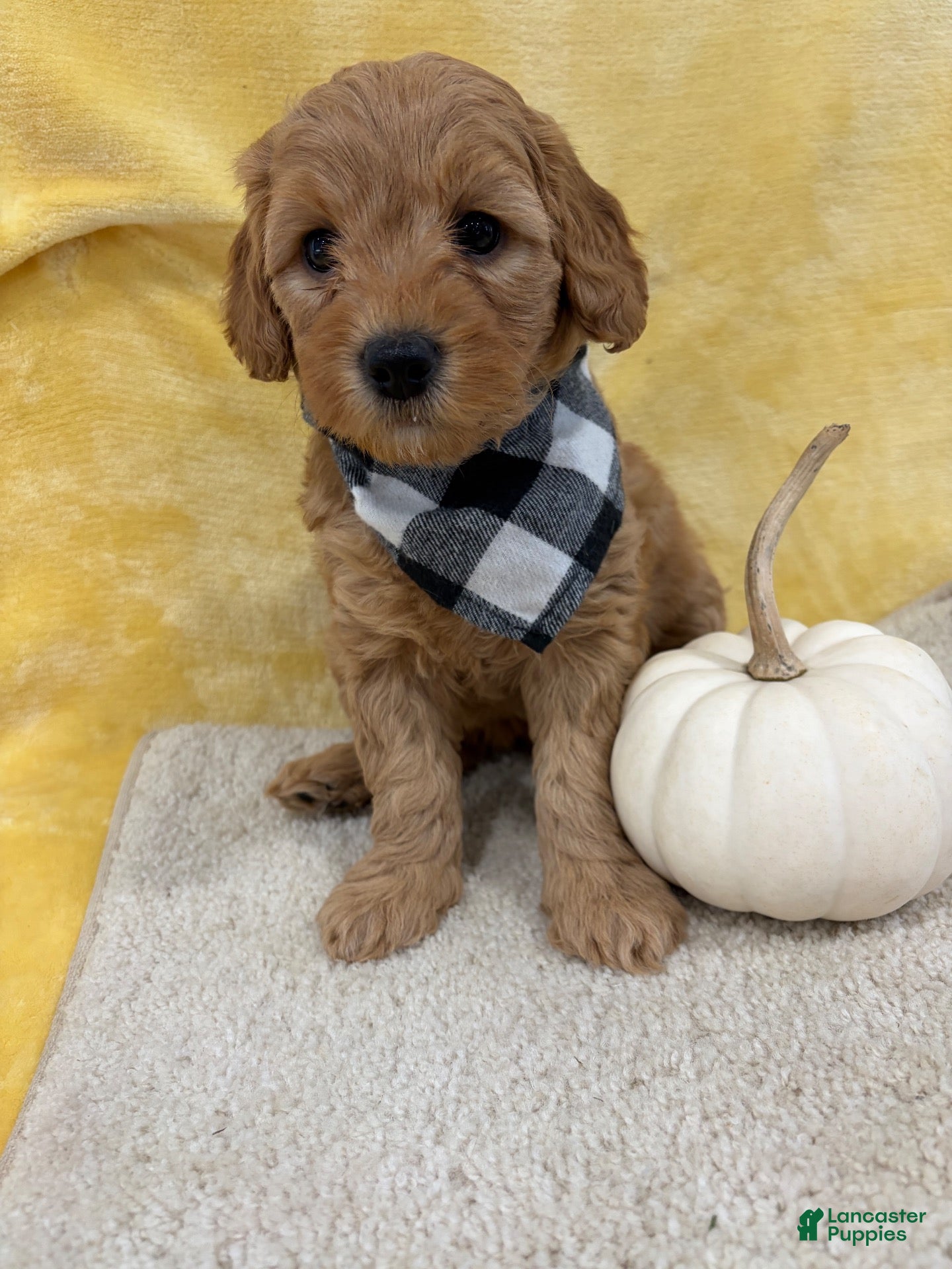 Mini Goldendoodle dogs for sale: Mia - Ad 2