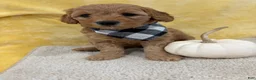 Mini Goldendoodle dogs for sale: Mia - Ad 2