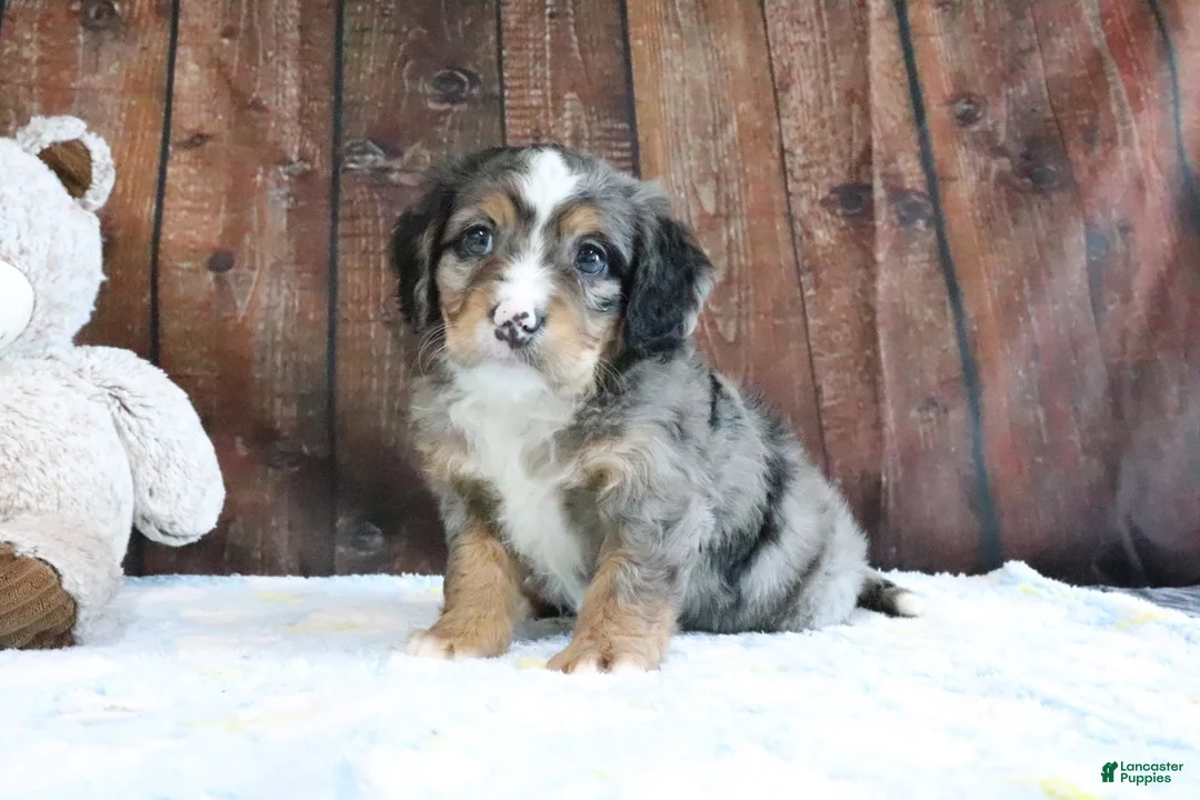 Mini Bernedoodle dogs for sale: Jenny - Ad 1