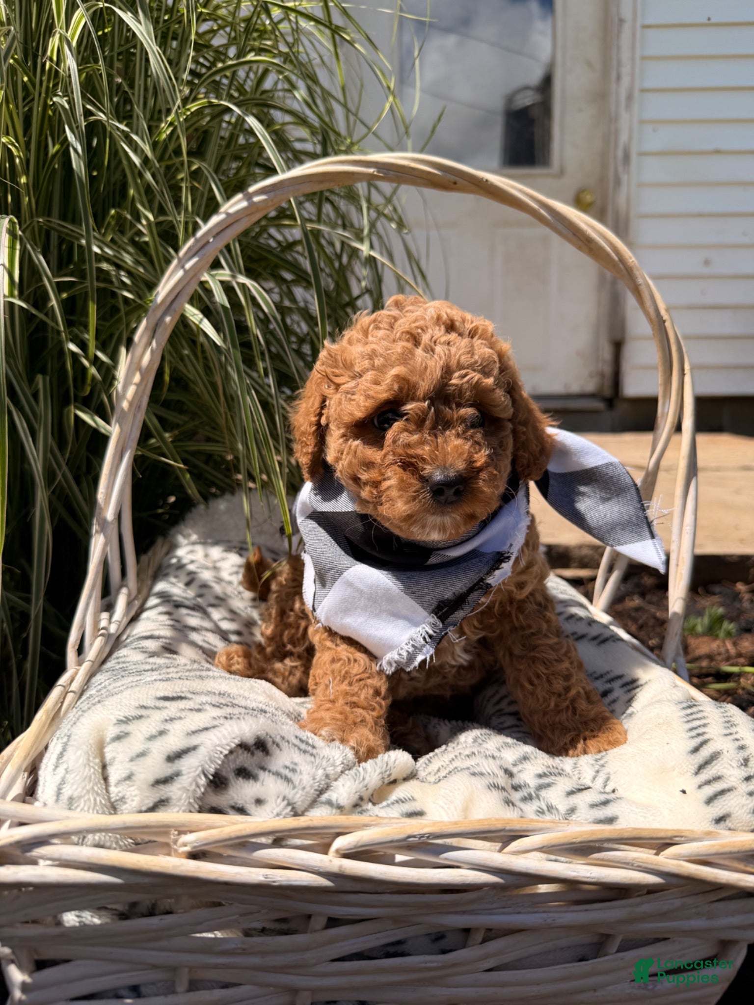 Mini Goldendoodle dogs Bobby - Ad 38