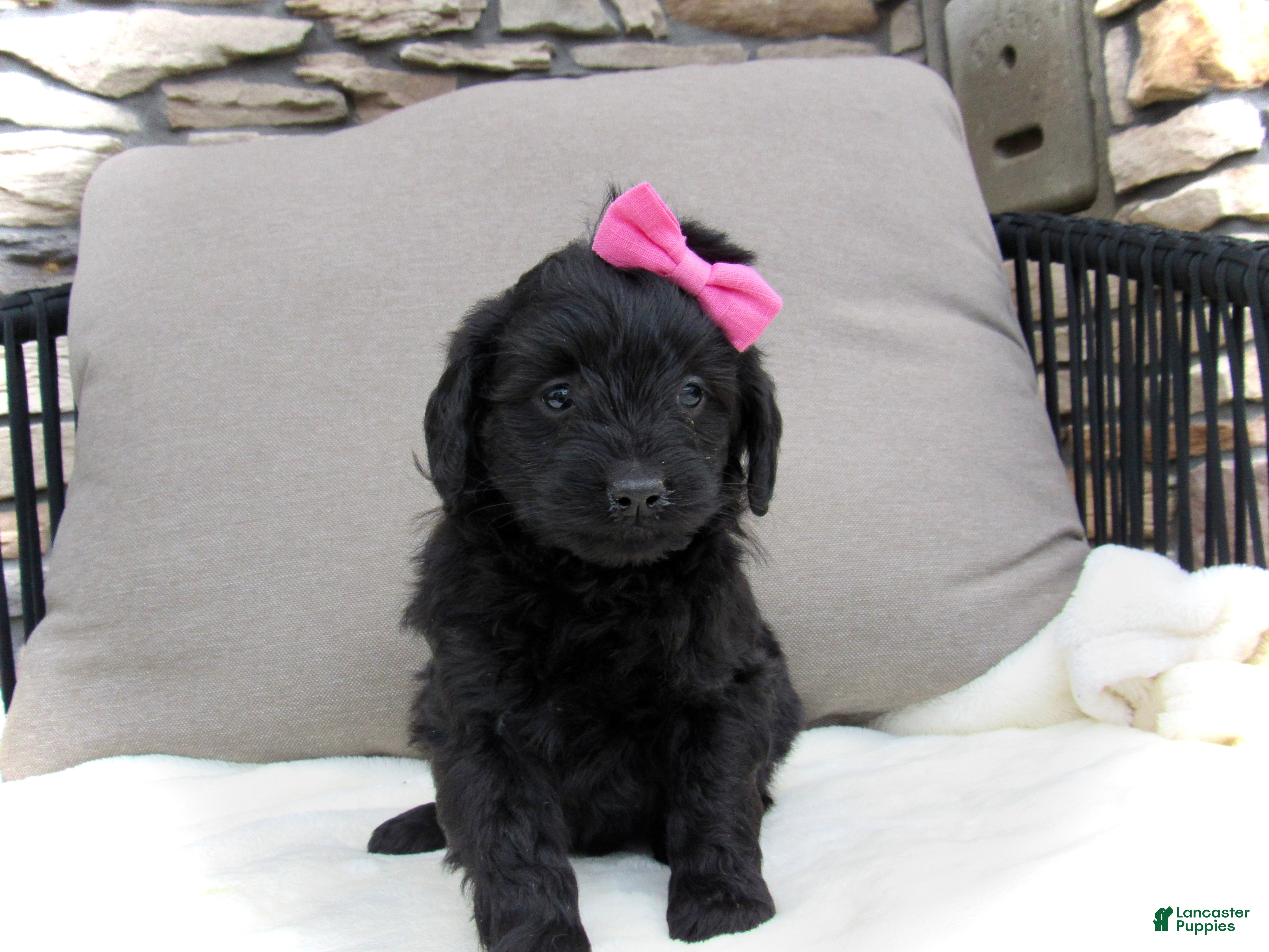 Mini Goldendoodle dogs Izzy - Ad 2