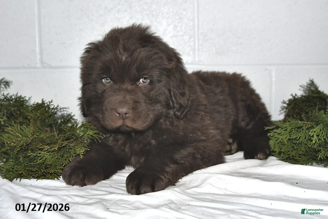Newfoundland dogs for sale: Nicholas - Ad 5