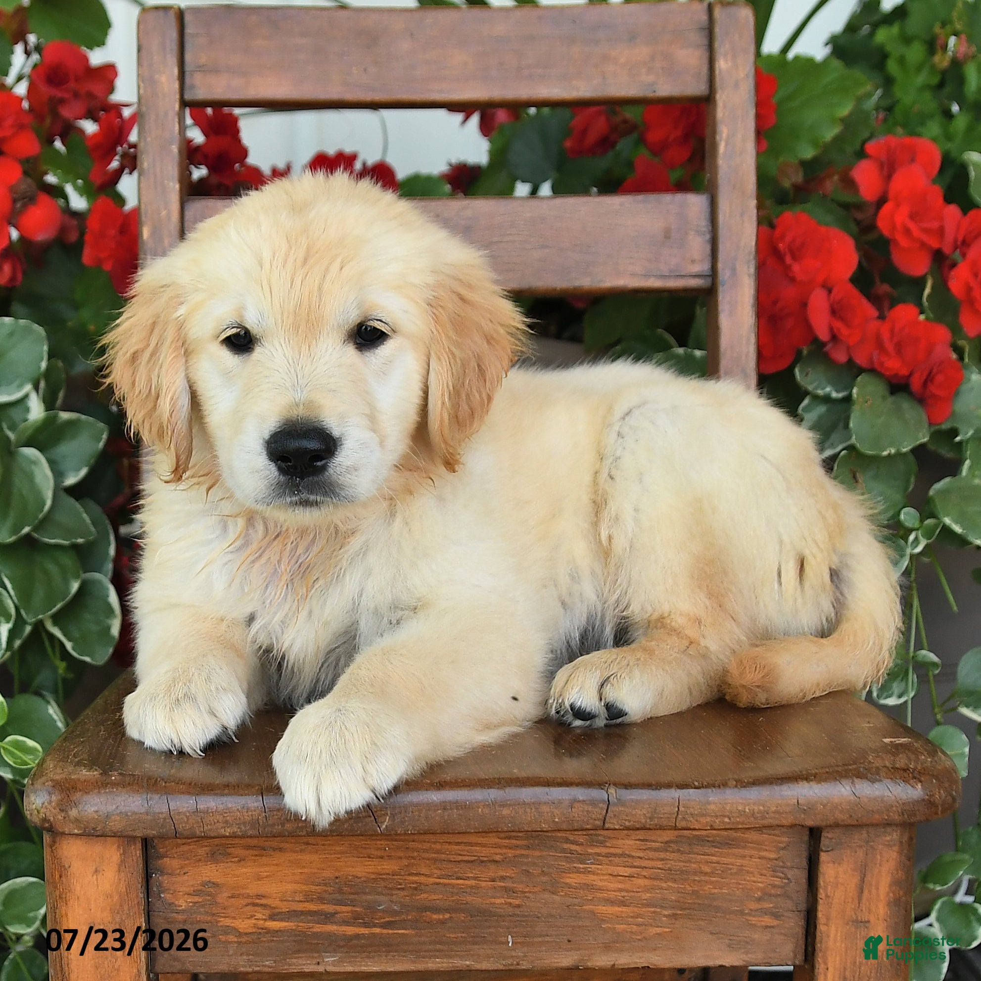 Golden Retriever dogs Riva - Ad 2