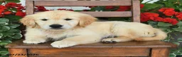 Golden Retriever dogs for sale: Riva - Ad 2