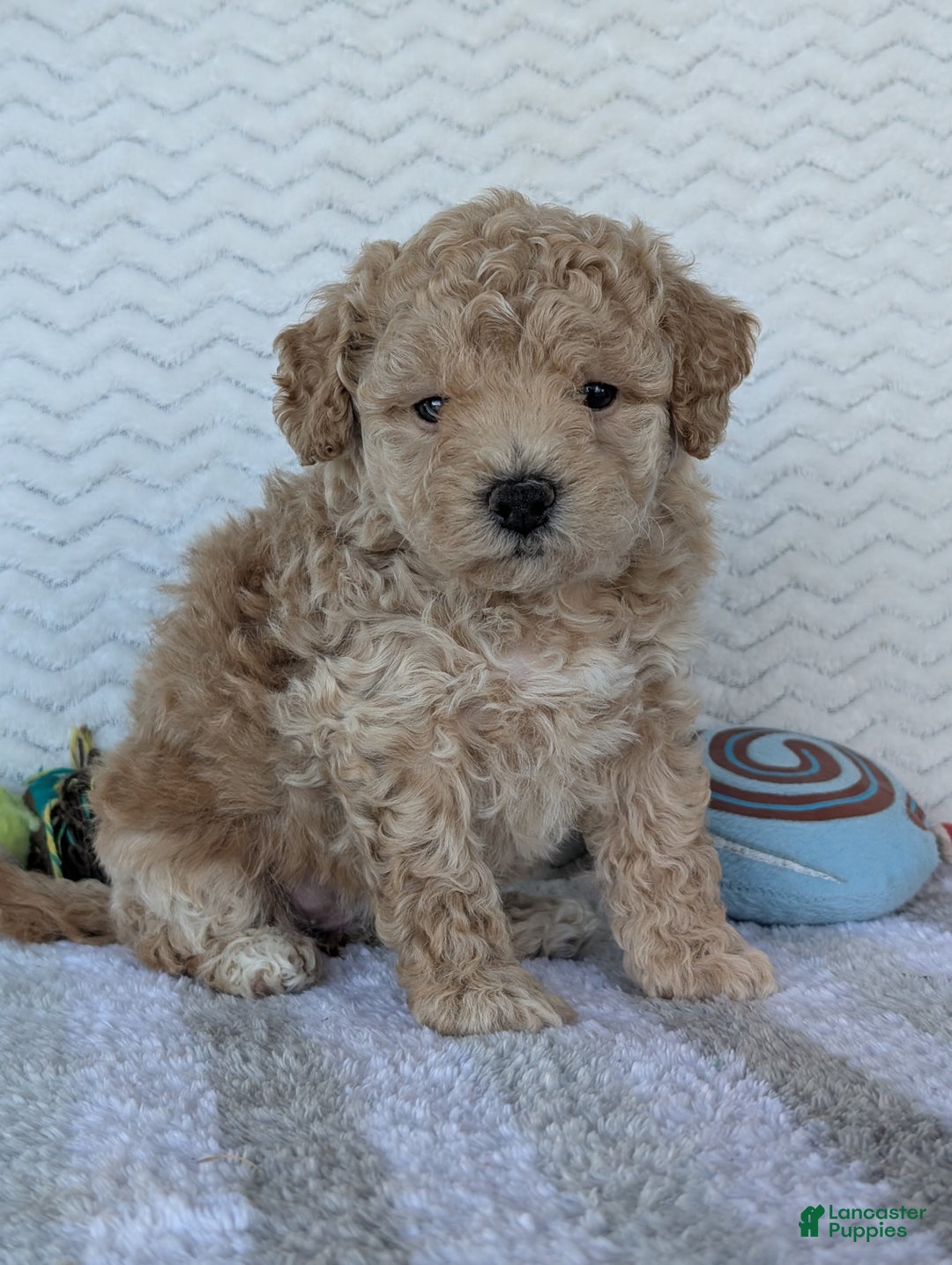 Bichpoo dogs for sale: Darla - Ad 15