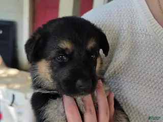 German Shepherd dogs German Shepherd 2 - Ad 27