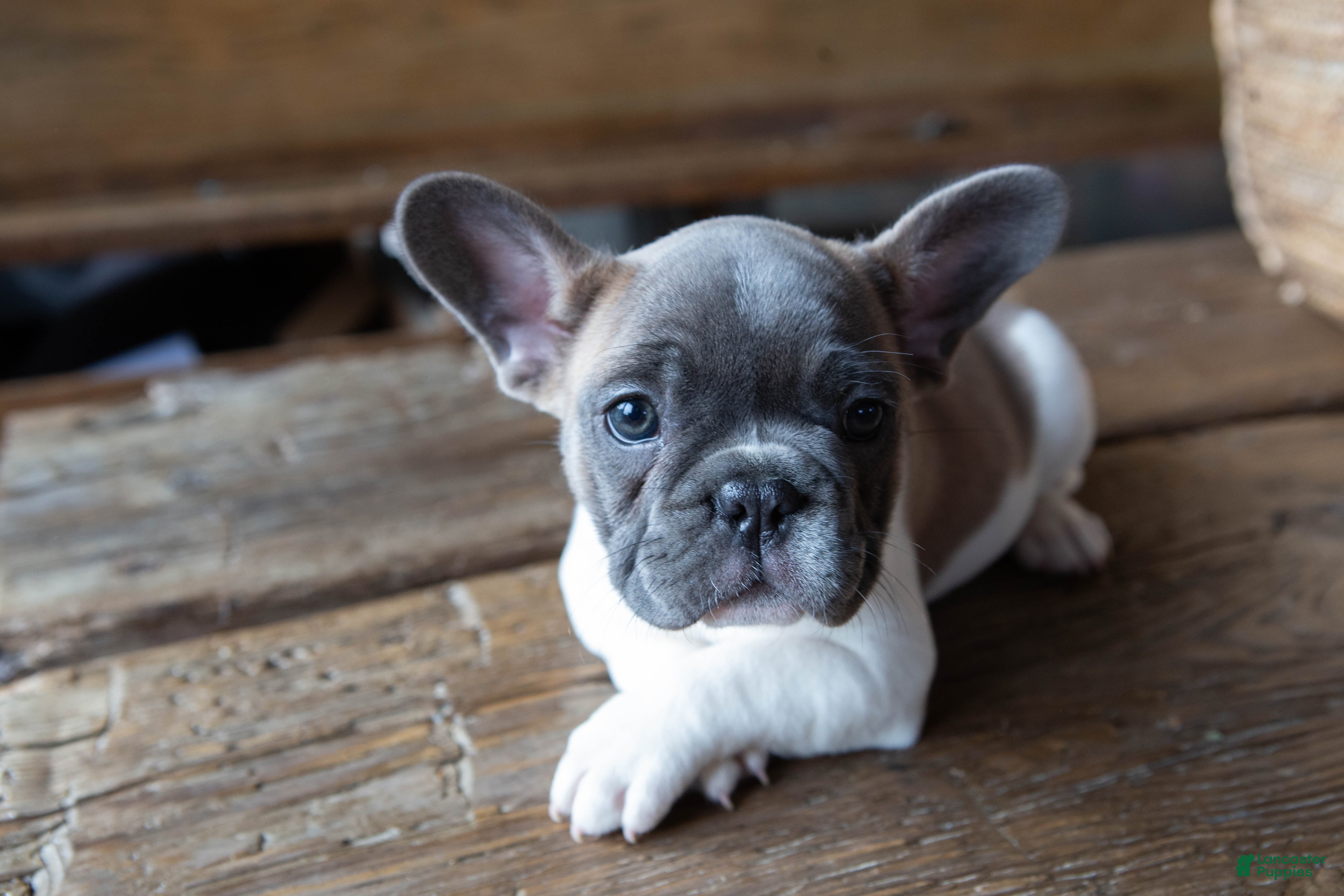 French Bulldog dogs Stormy AKC - Ad 22