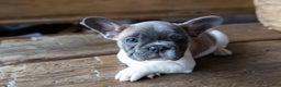 French Bulldog dogs for sale: Stormy AKC - Ad 1
