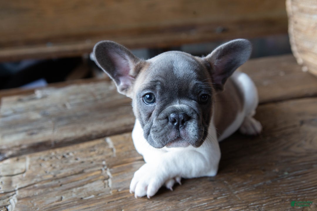 French Bulldog dogs for sale: Stormy AKC - Ad 1