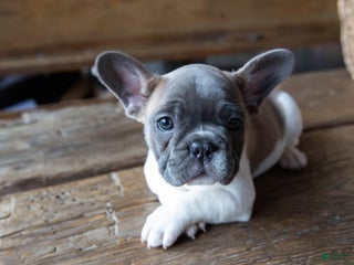French Bulldog dogs Stormy AKC - Ad 25