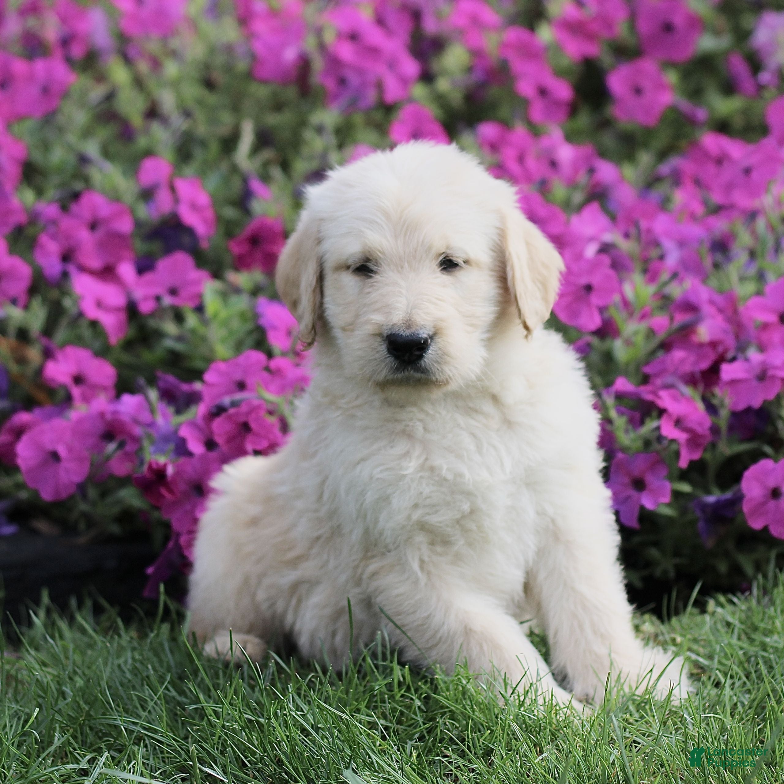 Max (Doodle / designer cross, Male) in Ronks, PA