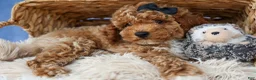 Miniature Poodle dogs for sale: WADE - Ad 8