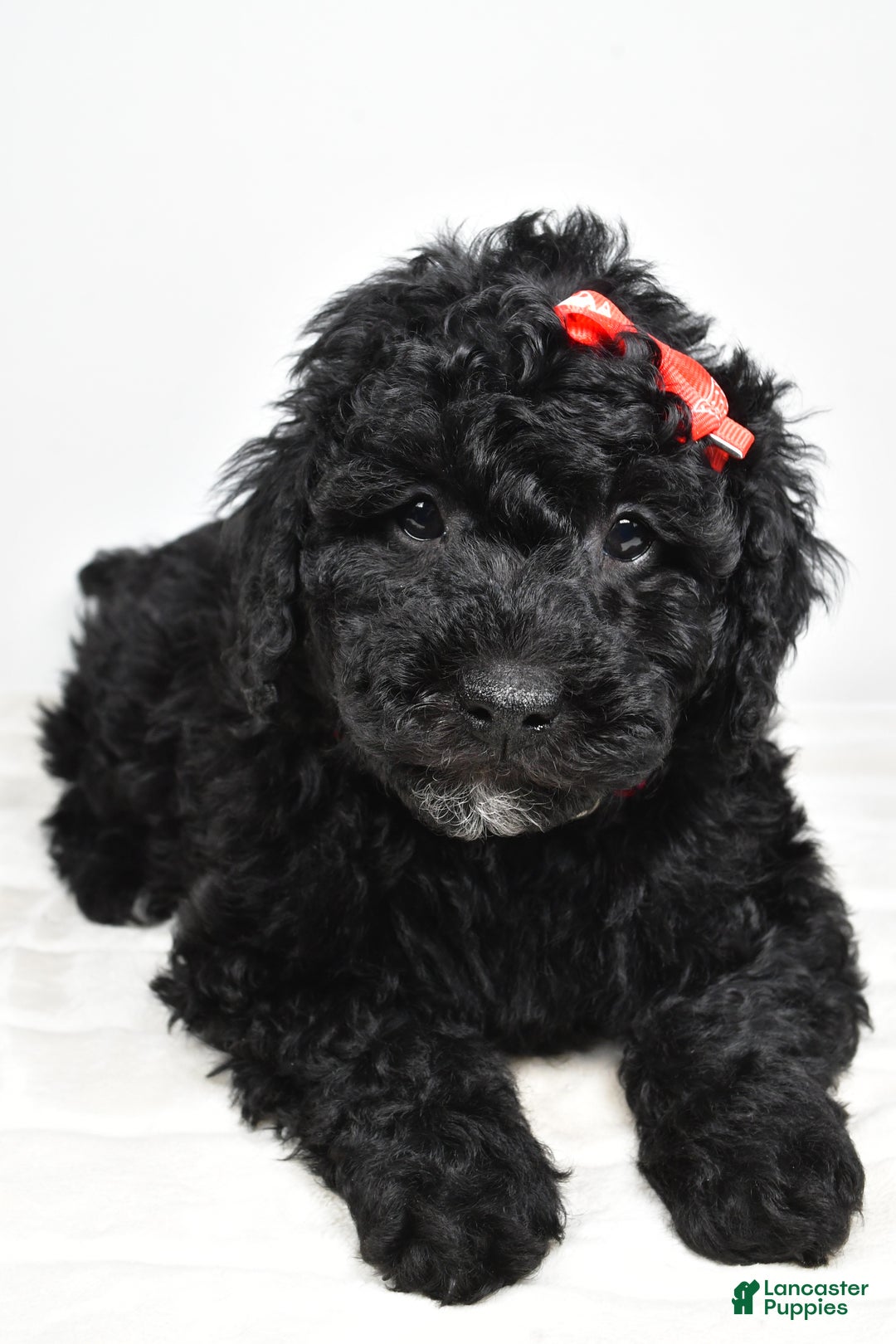 Mini Goldendoodle dogs for sale: Austin - Ad 3