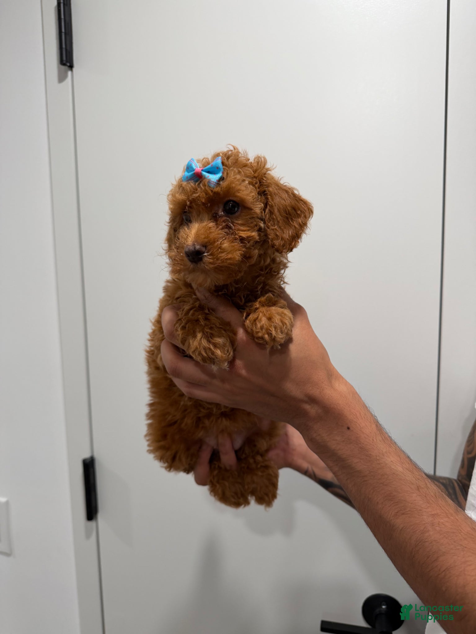 Miniature Poodle dogs Tyla - Ad 14