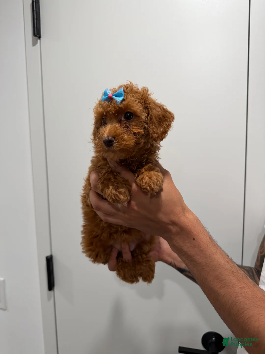 Miniature Poodle dogs for sale: Tyla - Ad 1