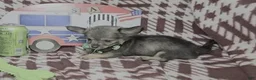 Chihuahua dogs for sale: Goober LH small M - Ad 3