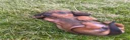 Miniature Dachshund dogs for sale: Hazelnut  - Ad 5
